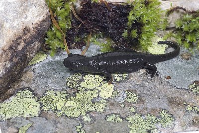 Salamandra nera (Salamandra atra)