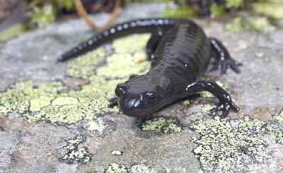 Salamandra nera (Salamandra atra)