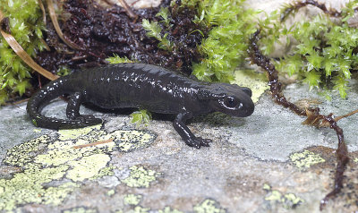 Salamandra nera (Salamandra atra)