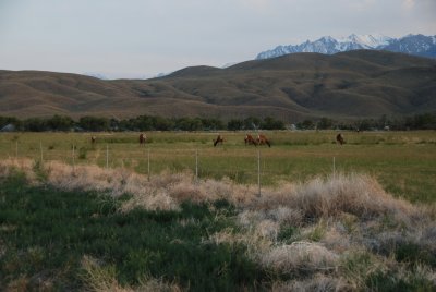 Tule Elk.JPG