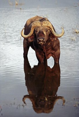 Buffalos in Kenya