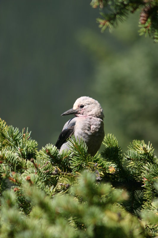 Banff Jay