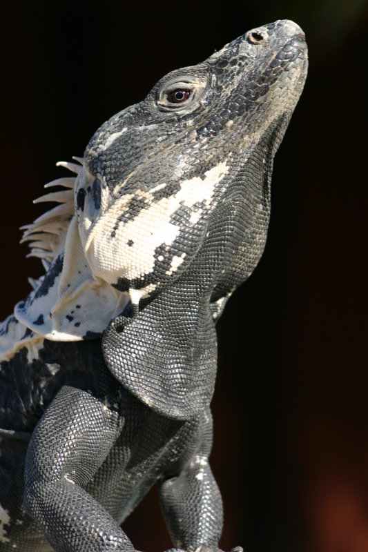 Iguana Pride