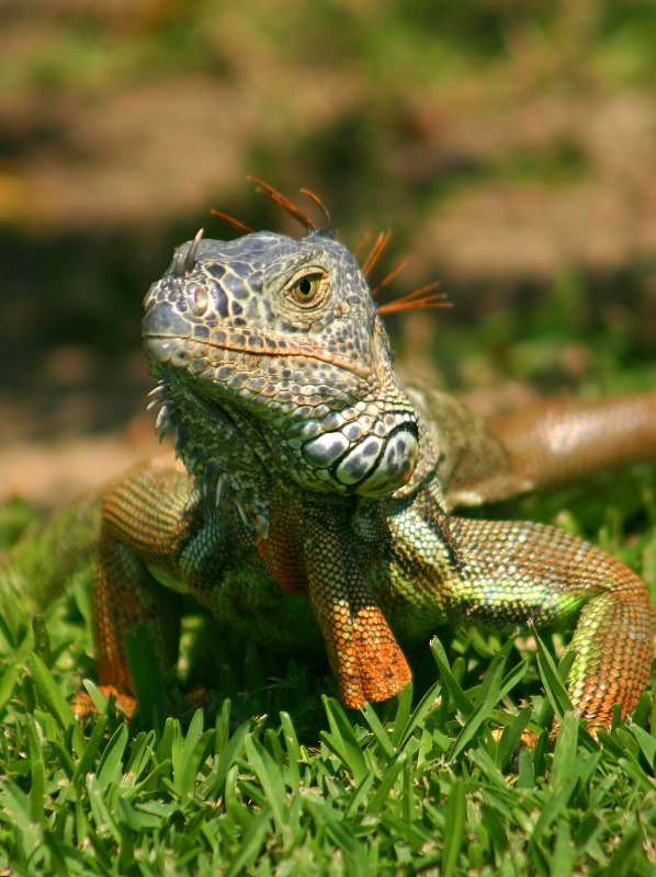 Mexican Stand-off