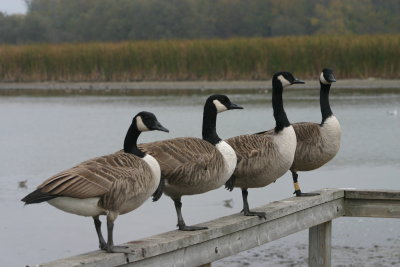Ducks... NO ...Geese In a Row