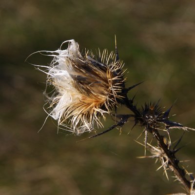 Fall Thistle