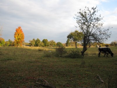 IMG_0433.jpg