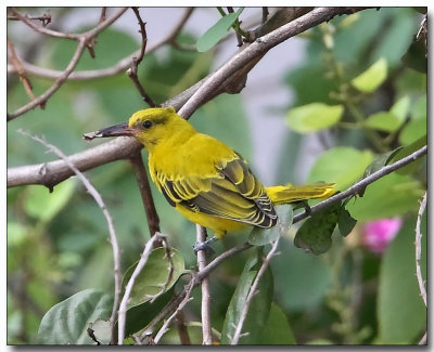 Black-naped Oriole - juvenile