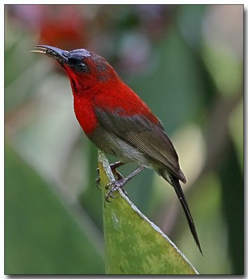 Crimson Sunbird