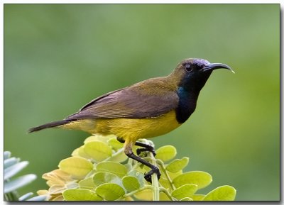 Olive-backed Sunbird - male