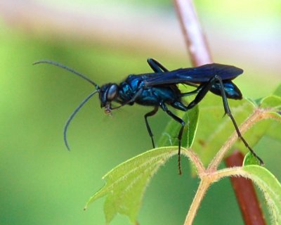 07 29 08, Bug eating a fly. ISO: 400, Nikon D50, Tamron 28-300 VC.JPG