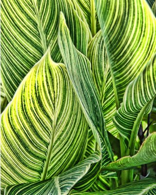 09 26 09 Leaves,Nikon D50.jpg