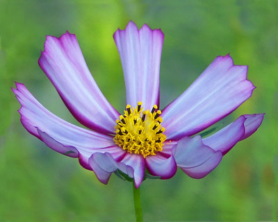 09 14 06 lavender, close up, Minolta.jpg