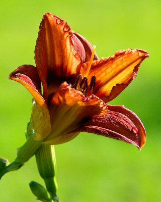09 23 06 Orange Flower, Minolta A1.jpg