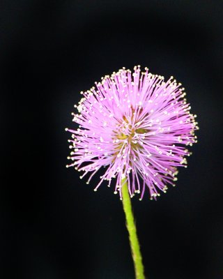 05 11 08  Purple Flower with Flash, A1.jpg