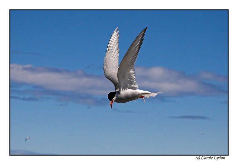 Artic Tern (089)