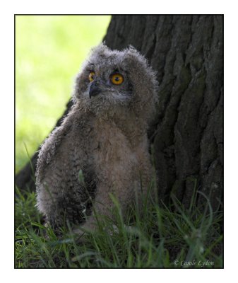 Young Owl