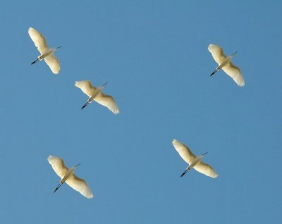 123 Little Egrets.jpg