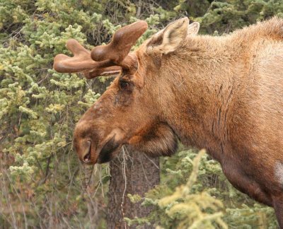 Profile of a Young Male Moose