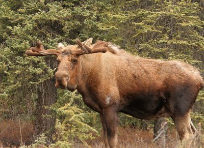 Young Male Moose