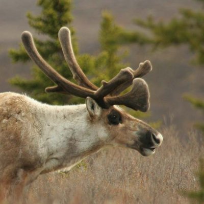 Caribou