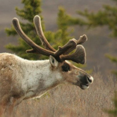 Caribou