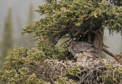Great Grey Owl - Eating in her nest