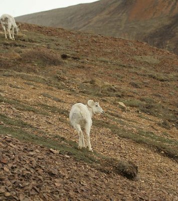 Dall Sheep