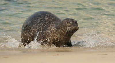 Beach Landing - Sequence 1