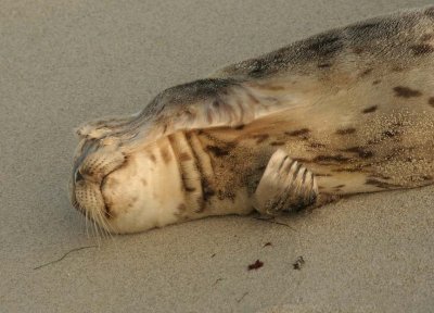 Baby Seal