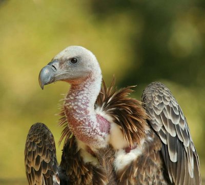 Western Rueppell's Vulture