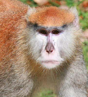 Patas Monkey