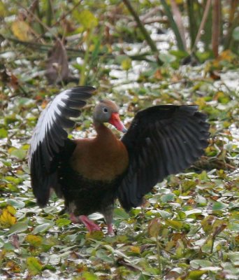 Black Bellied Whistling Duck