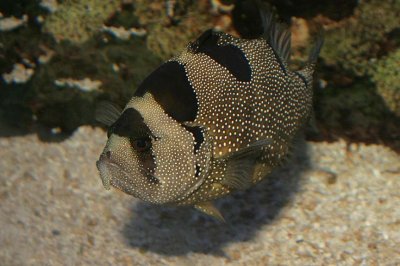 Leaflip Soapfish