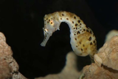 Pipefishes & Seahorses