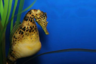Big-belly Seahorse (male)
