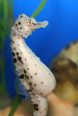 Big-belly Seahorse (female)