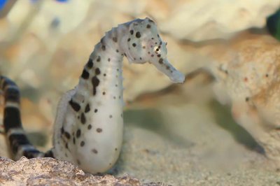 Big-belly Seahorse (female)