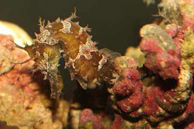 Lined Seahorse (female)