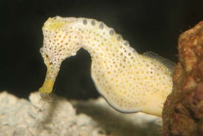 Longsnout Seahorse (male)