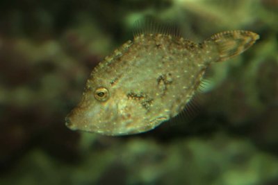 Bristle-tail Filefish