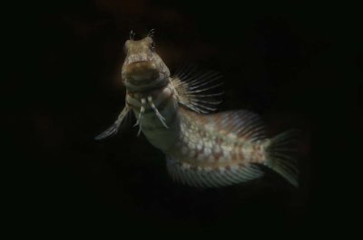 Lawnmower Blenny