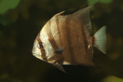 Atlantic Spadefish (juvenile)