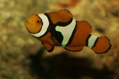 Clown Anemonefish
