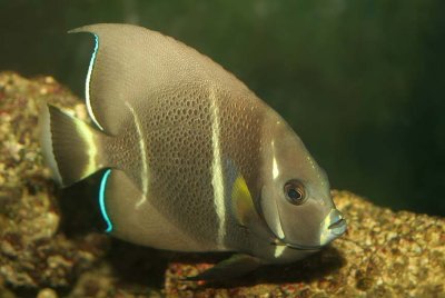 Gray Angelfish (juvenile)