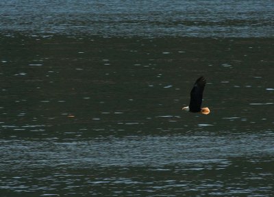 Bald Eagle on the Water