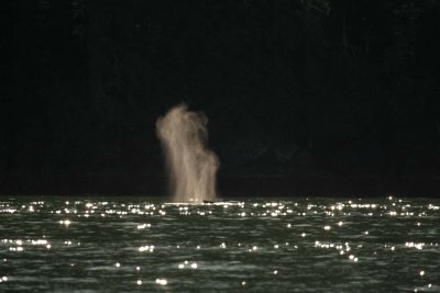 Whale's Blow
