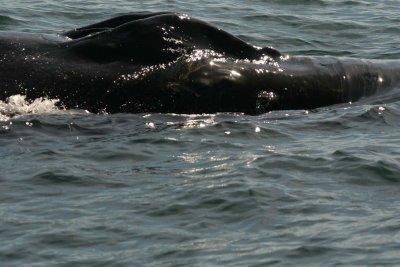 Humpback Whale - 1