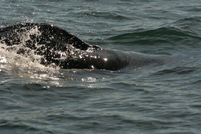 Humpback Whale - 2