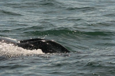 Humpback Whale - 3